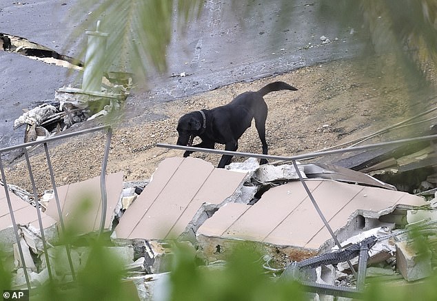 A dog of the search and rescue personnel search for survivors through the rubble at the Champlain Towers South Condo in Surfside