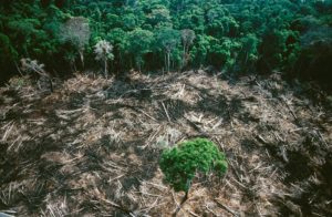 Deforestation in Amazon River Basin