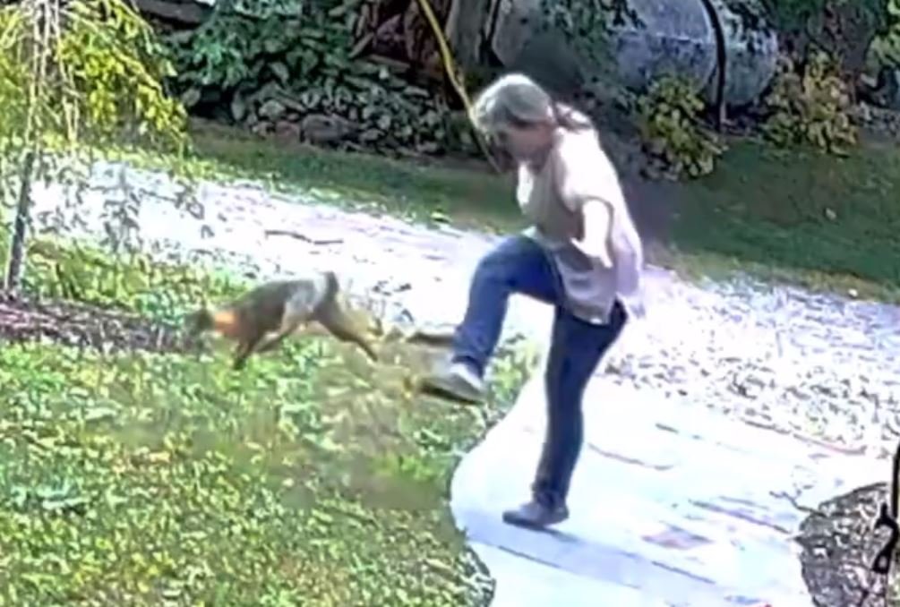 CAUGHT ON CAMERA: Rabid Fox Attacks Woman in Ithaca, New York in Frightening Video — Animal Later Tested Positive for Rabies