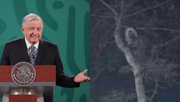 Mexican President Lights the Internet on Fire By Sharing Photo of a Creature He Says is a Mystical Elf Sitting in a Tree