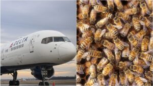 Bees Enter No Fly Zone, Cause Delta Flight Delay