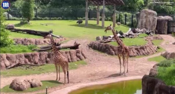 Zoo Animals in Dallas React to Solar Eclipse (VIDEO)